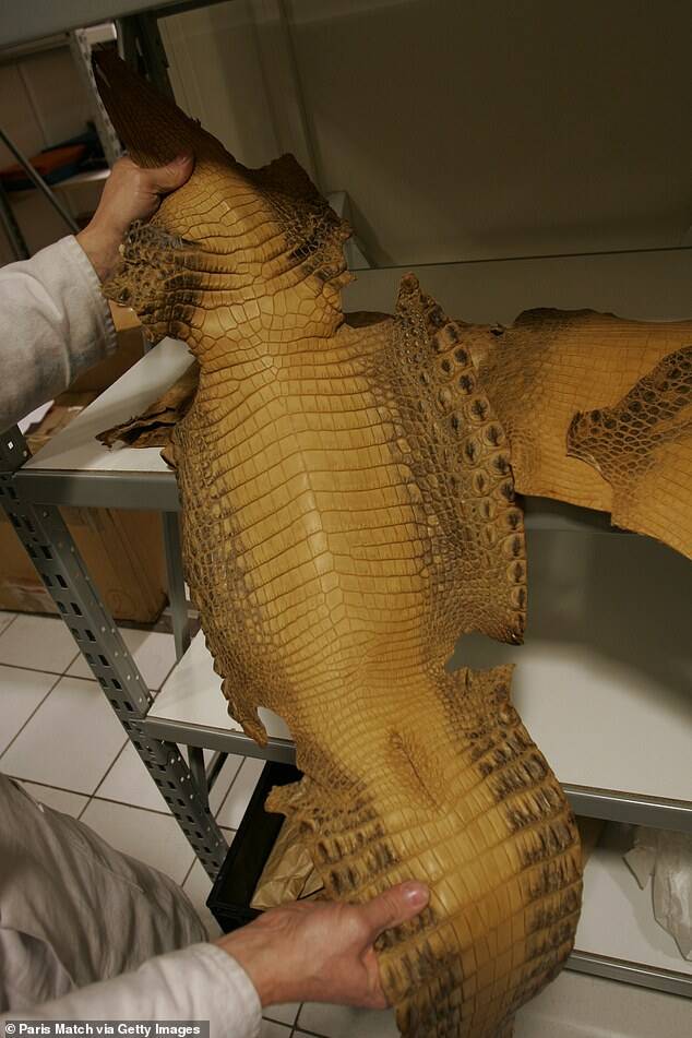 In LVoe with Louis Vuitton: Louis Vuitton Buying Philippine Crocodile Skins